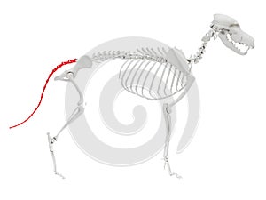 Caudal vertebrae photo
