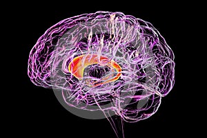 Caudate nuclei highlighted in human brain, 3D illustration