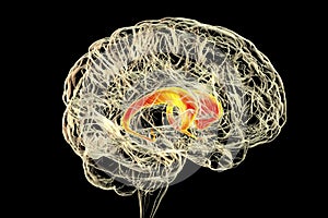 Caudate nuclei highlighted in human brain, 3D illustration