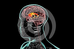 Caudate nuclei highlighted in human brain, 3D illustration