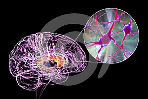 Caudate nuclei highlighted in human brain and closeup view of its neurons