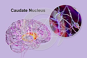 Caudate nuclei highlighted in human brain and closeup view of its neurons photo