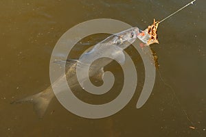 Caught asp Leuciscus aspius caught by fisherman