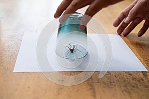 Caught big dark common house spider under a drinking glass on a smooth wooden floor seen from ground level in a living room in a