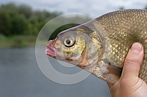 Caught bream in the hand of a fisherman