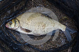 Caught bream in a landing net