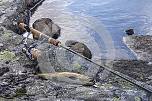 Caught brown trout fish and fishing tackle