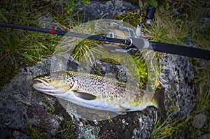 Caught brown trout fish and fishing tackle on river stone