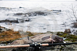 Caught burbot on the shore