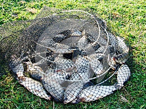 Caught carp in a fishing cage lying on the grass