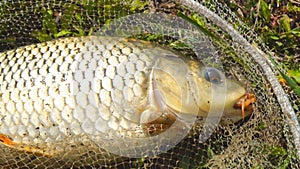 Caught carp in a fishing landing net lies on the grass, opens its mouth and moves its fins and gills