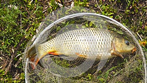 Caught carp in a fishing landing net lies on the grass, opens its mouth and moves its fins and gills