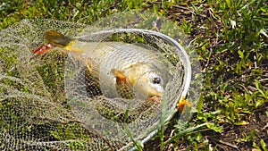 Caught carp in a fishing landing net lies on the grass, opens its mouth and moves its fins and gills