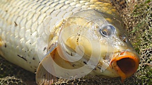 Caught carp in a fishing landing net lies on the grass, opens its mouth and moves its fins and gills