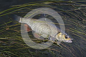 Caught chub fish in river water with algae. Squalius cephalus fishing