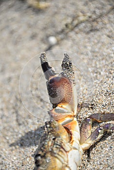 caught a crab at sea