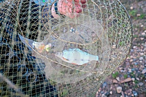 Caught fish in a cage