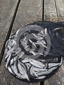 Caught fish in a cage on a wooden background