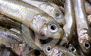 caught fish called sand smelt are appreciated in the Italian and mediterranean cuisines