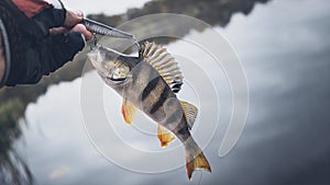 Caught fish in the hand of an angler