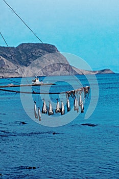 Caught fish hanging over sea