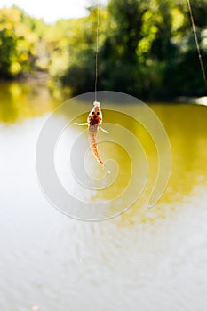 The caught fish hangs on a spinning over water