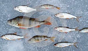 Caught fish laid out on the ice sensation that the fish is floating in the water all the fish in one direction, perches and white