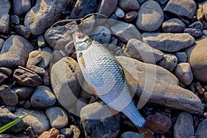 The caught fish lies on the stones. Evening fishing