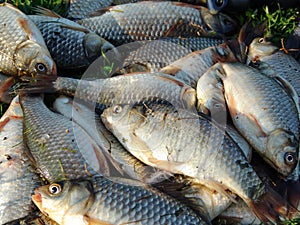 Caught fish lying on the grass closeup