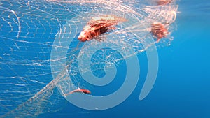 Caught Fish in Net Hanging From Boat Under Sea