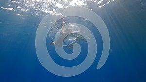 Caught Fish in Net Hanging From Boat Under Sea