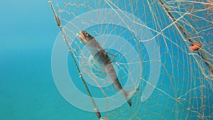 Caught Fish in Net Hanging From Boat Under Sea