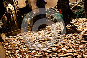 Caught fish perch and flounder of ship