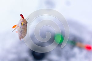 Caught fish perch on winter fishing hanging on a hook with a bunch of bloodworms on the background of the hole. photo