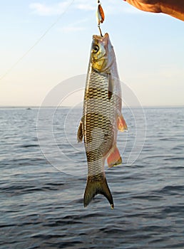 Caught fish. River chub. Fishing for spinning.