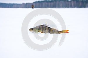 Caught by fisherman fish perch lies in snow on surface of lake was covered with ice on background of forest. Scene with winter ic