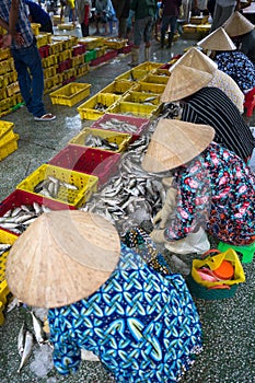 Caught fishes sorting to baskets by Vietnamese women workers in Tac Cau fishing port, Me Kong delta province of Kien Giang, south