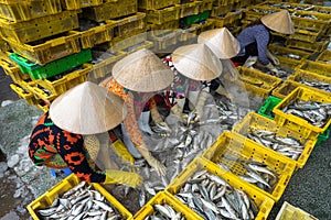 Caught fishes sorting to baskets by Vietnamese women workers in Tac Cau fishing port, Me Kong delta province of Kien Giang, south