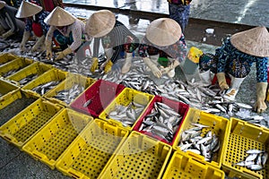 Caught fishes sorting to baskets by Vietnamese women workers in Tac Cau fishing port, Me Kong delta province of Kien Giang, south