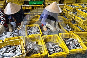 Caught fishes sorting to baskets by Vietnamese women workers in Tac Cau fishing port, Me Kong delta province of Kien Giang, south