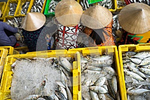 Caught fishes sorting to baskets by Vietnamese women workers in Tac Cau fishing port, Me Kong delta province of Kien Giang, south