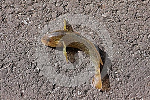 Caught goby fish lies out of the water. Gobio gobio. Gudgeon fish. Top view. photo
