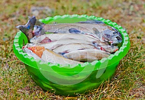 Caught grayling in bowl. Cooking