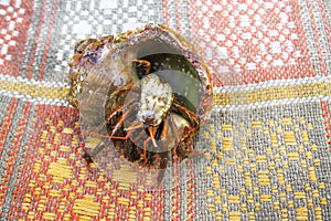 Caught Hermit Crab on the Carpet. Small crayfish in a shell.