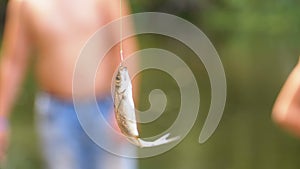 Caught Herring Fish Dangles on a Hook Suspended on a Fishing Line. Fishing. Slow Motion