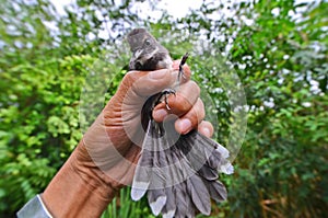 Caught little oriental magpie robin in hand