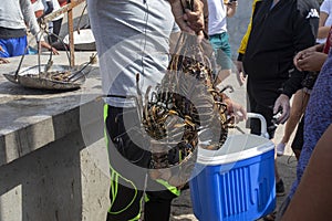 Caught lobsters go in a cool box in the port of Ponta do Sol, on the island of Santo Antao