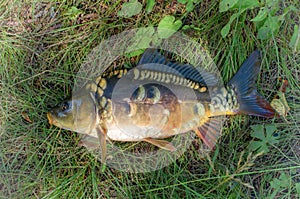 caught mirror carp