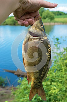Caught mirror carp in hand