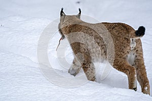 Caught a mouse Eurasian Lynx walking, wild cat hunting in the forest with snow